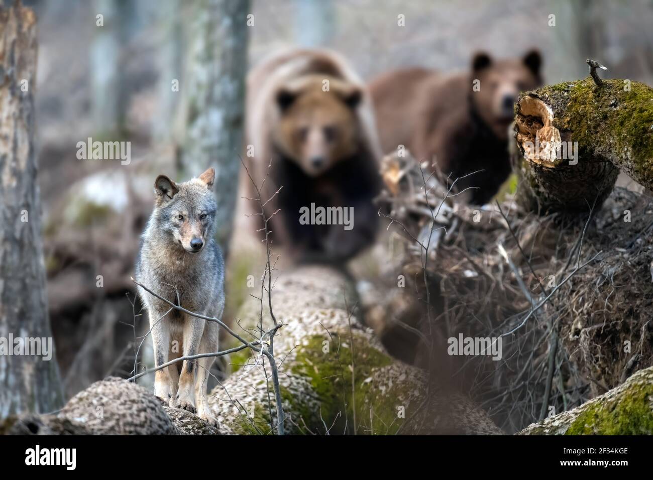 Lupo su un albero caduto con due orsi sullo sfondo. Scena faunistica dalla natura primaverile. Animali selvatici nell'habitat naturale Foto Stock