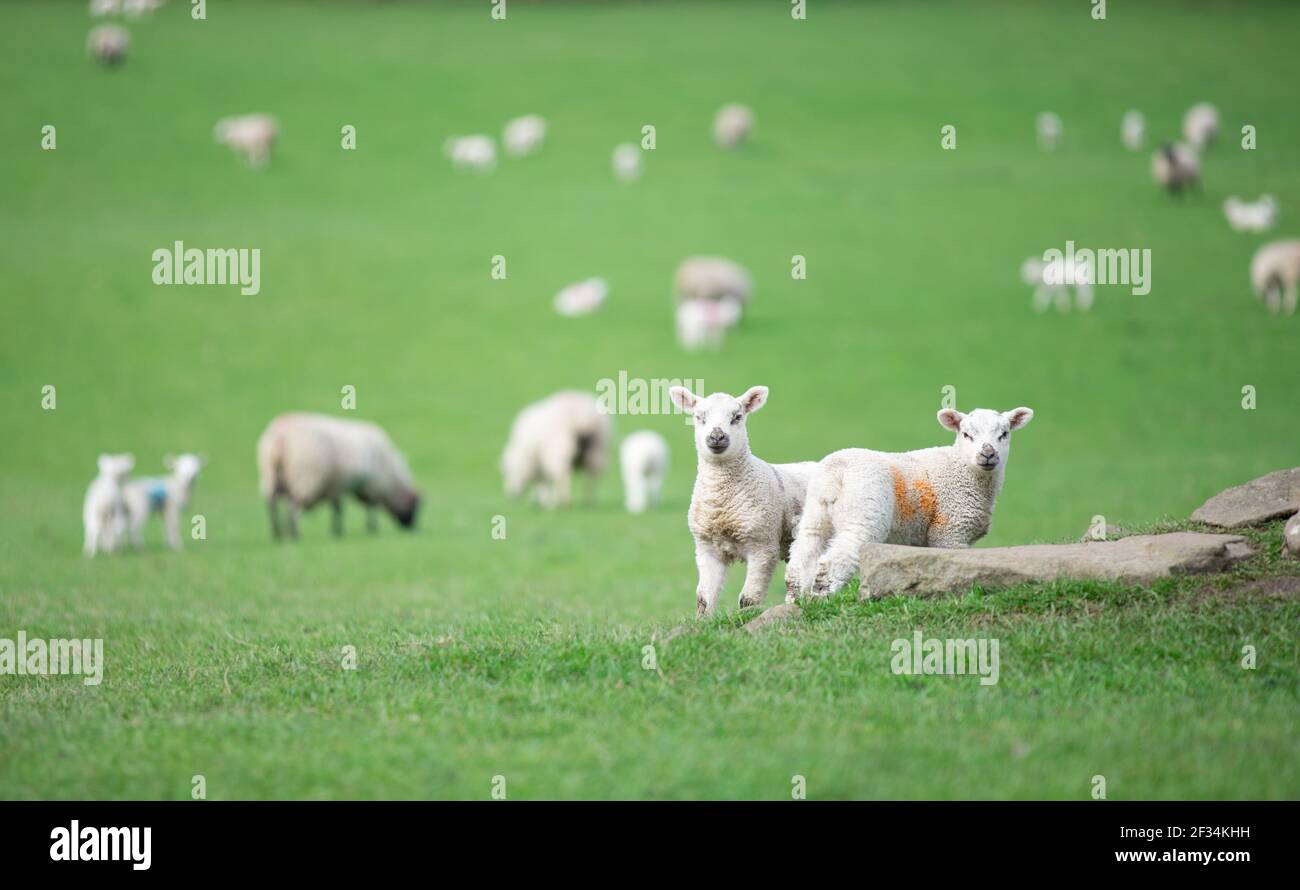 Due agnelli gemelli bestiame di pecora su terreno agricolo e erba verde Foto Stock