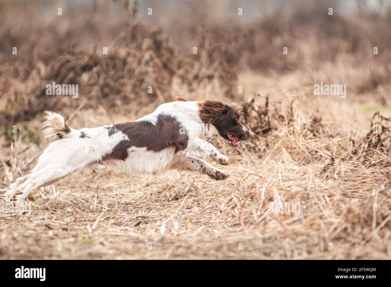 Bianco e fegato Inglese Springer Spaniel in tratto pieno mentre correre in campagna durante una giornata di tiro Foto Stock