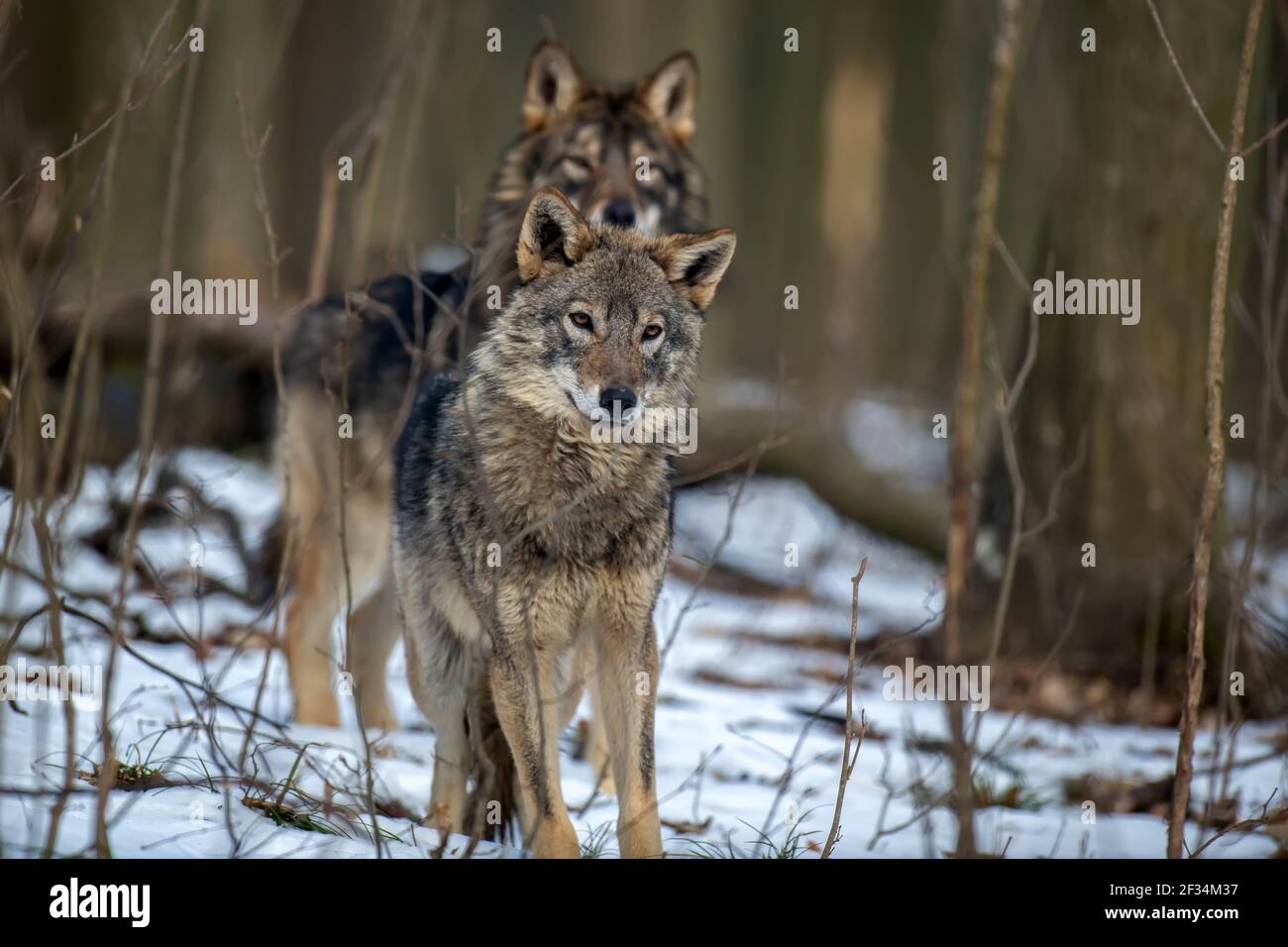 Due lupi nella foresta da vicino. Scena faunistica dalla natura invernale. Animali selvatici nell'habitat naturale Foto Stock