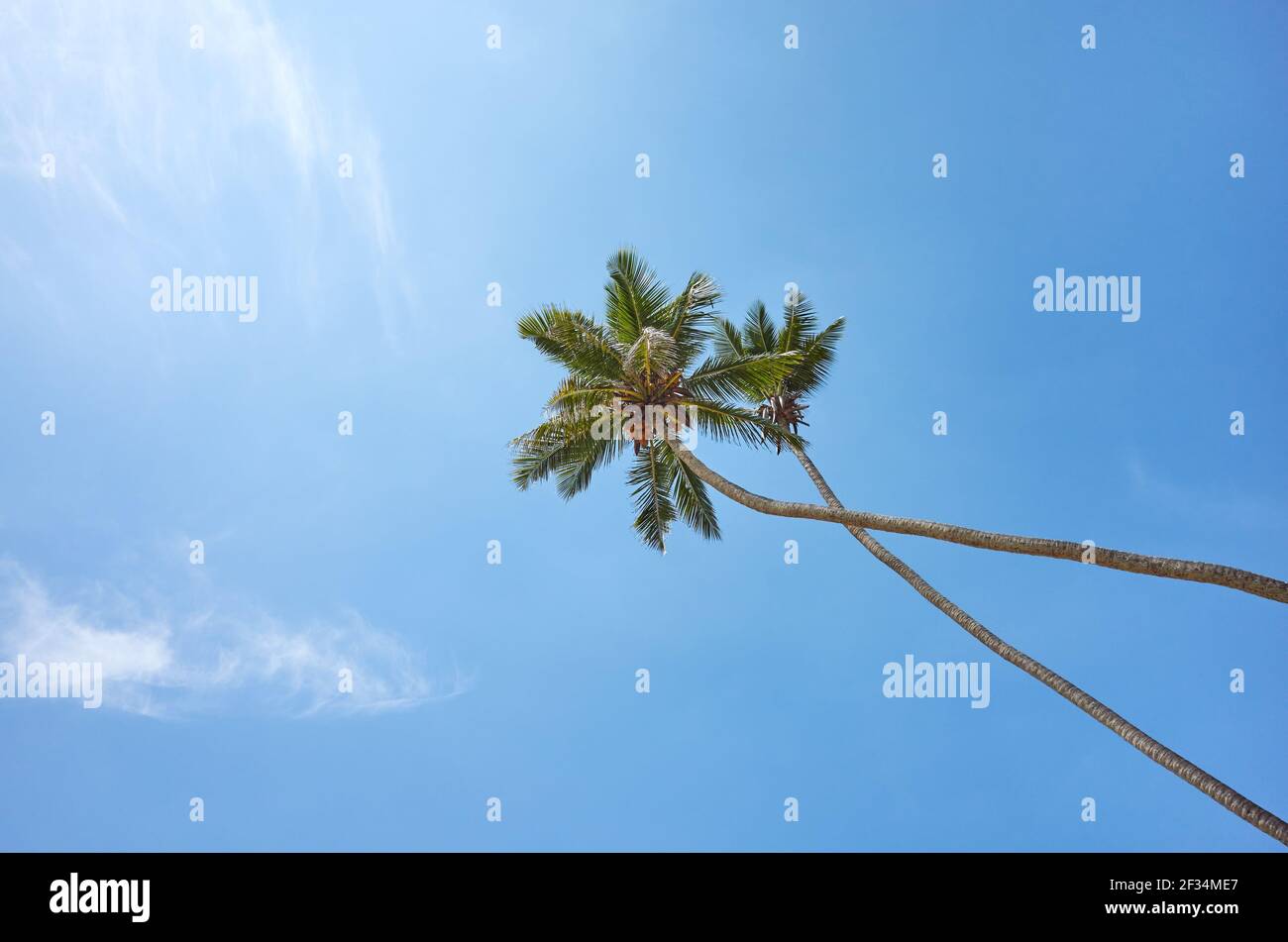 Guardando il palme di cocco contro il cielo blu. Foto Stock