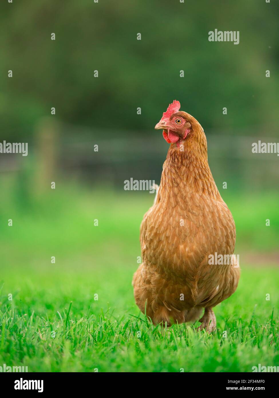 Arancio ibrido gallina di pollo che posa pollame su sfondo erba Foto Stock