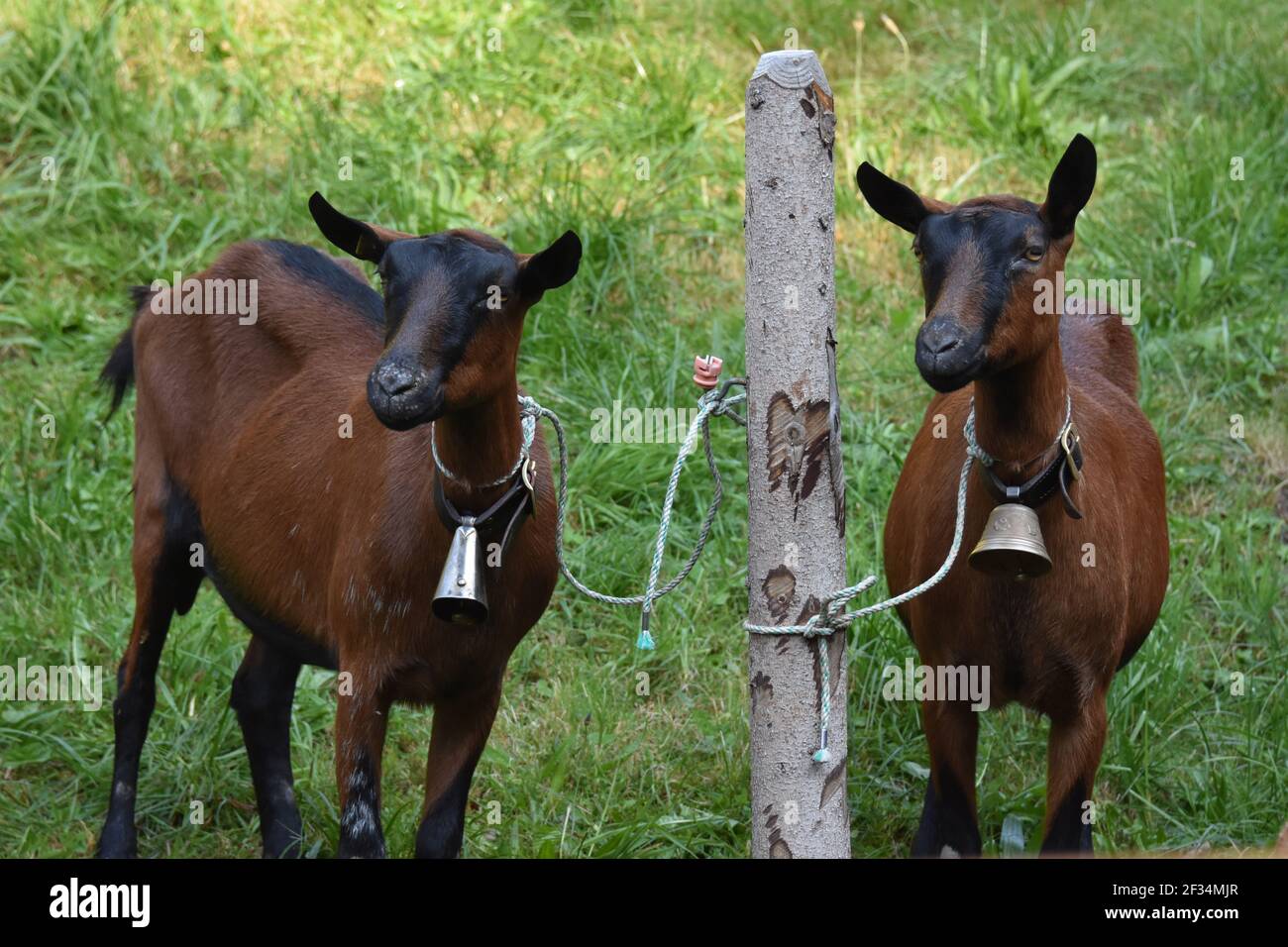 Mucche che scendono dalle Alpi, Entlebuchar Alpafahrt, Svizzera Foto Stock