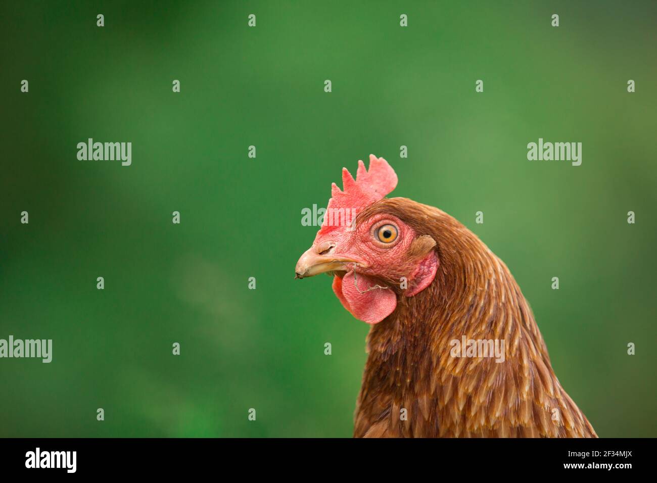 Arancio ibrido gallina di pollo che posa pollame su sfondo erba Foto Stock