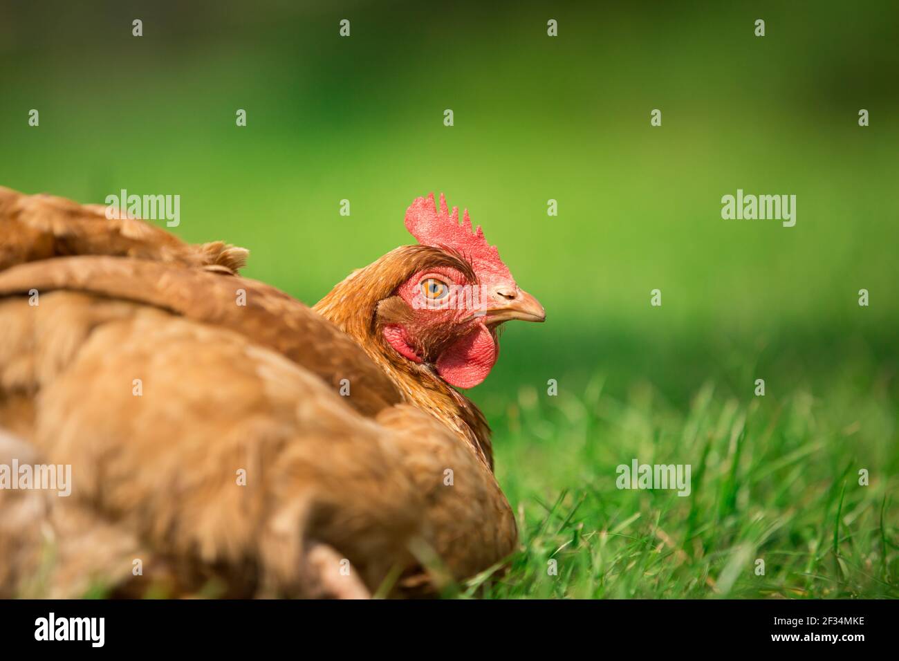 Arancio ibrido gallina di pollo che posa pollame su sfondo erba Foto Stock