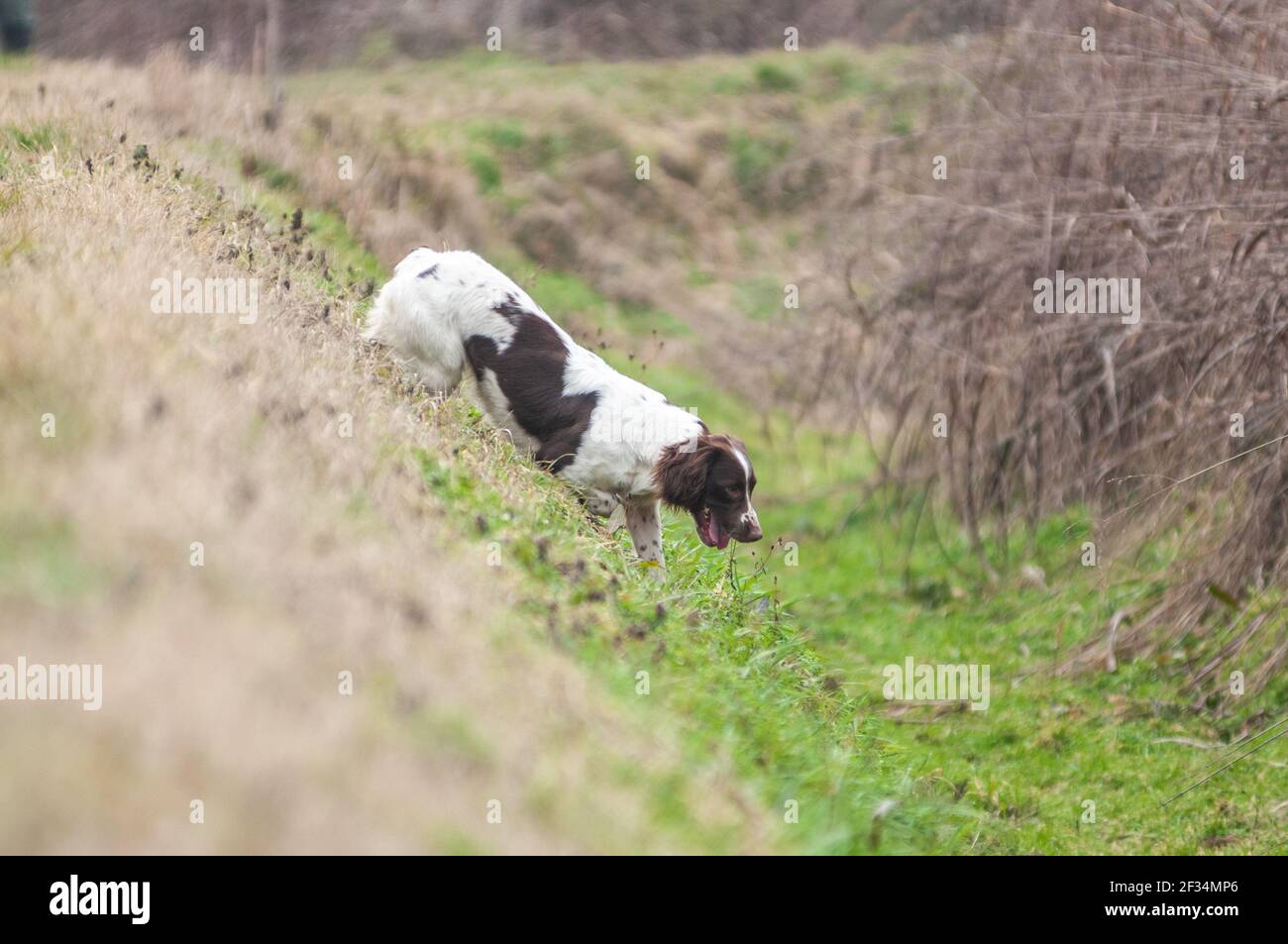 White and liver English Springer Spaniel sta correndo un fosso Foto Stock