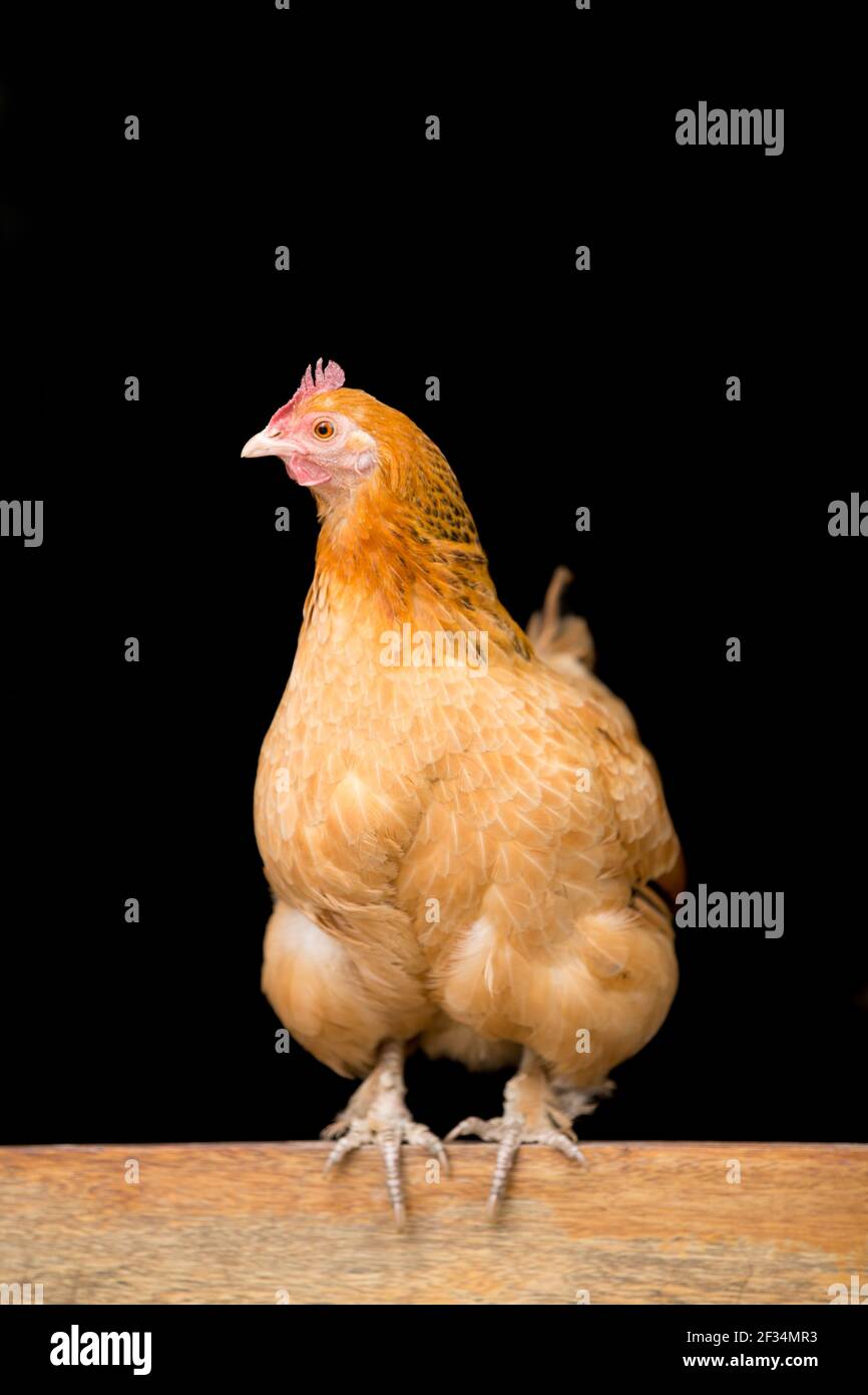 Pollo ibrido di gallina arancione che perching sulla porta di legno Foto Stock