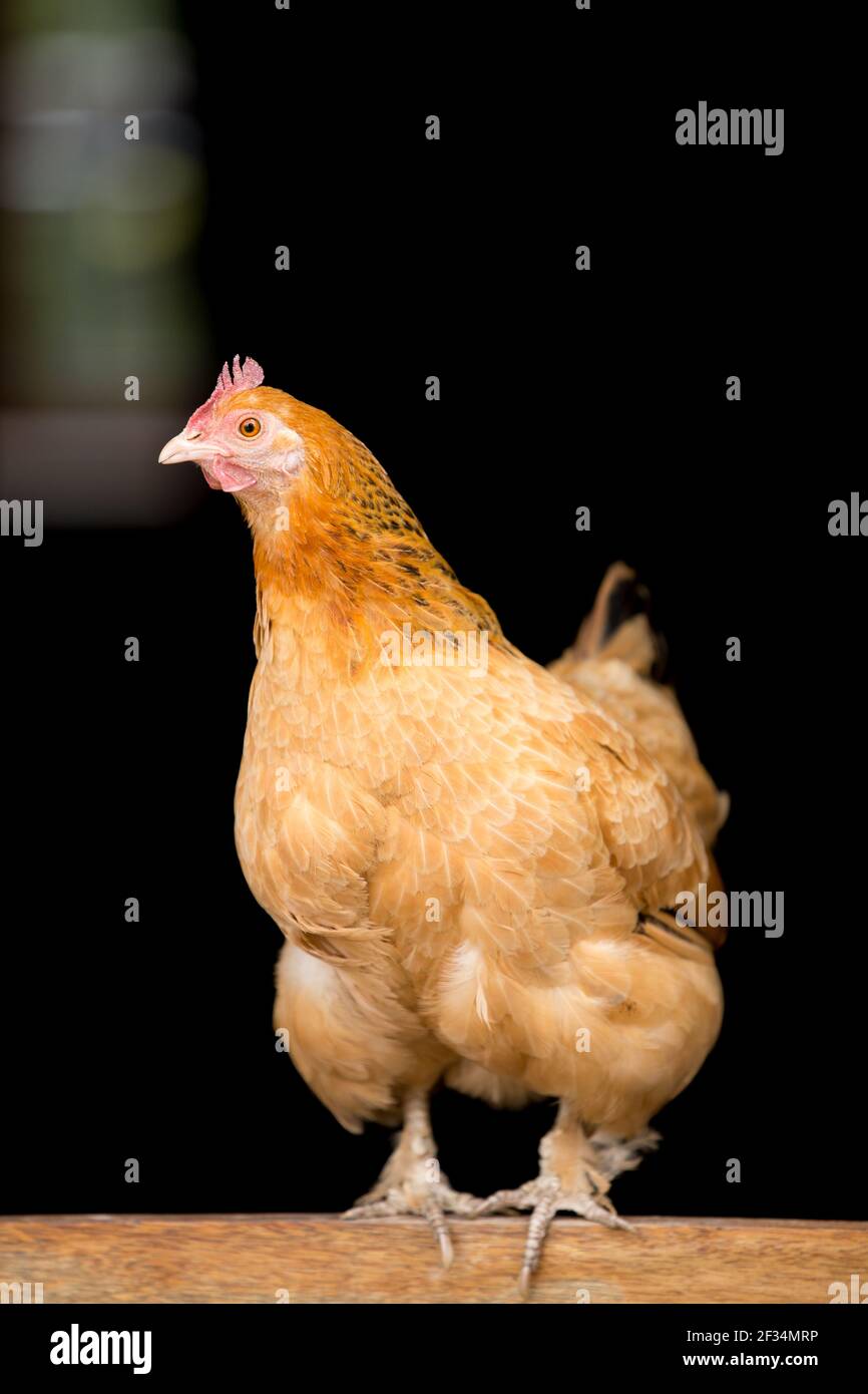 Pollo ibrido di gallina arancione che perching sulla porta di legno Foto Stock