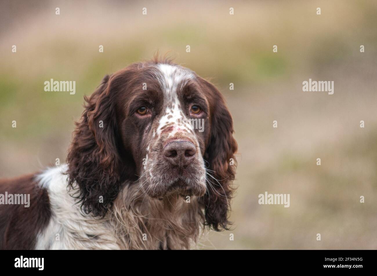 Primo piano ritratto di un elegante fegato e bianco inglese Springer Spaniel cane durante una giornata di tiro Foto Stock