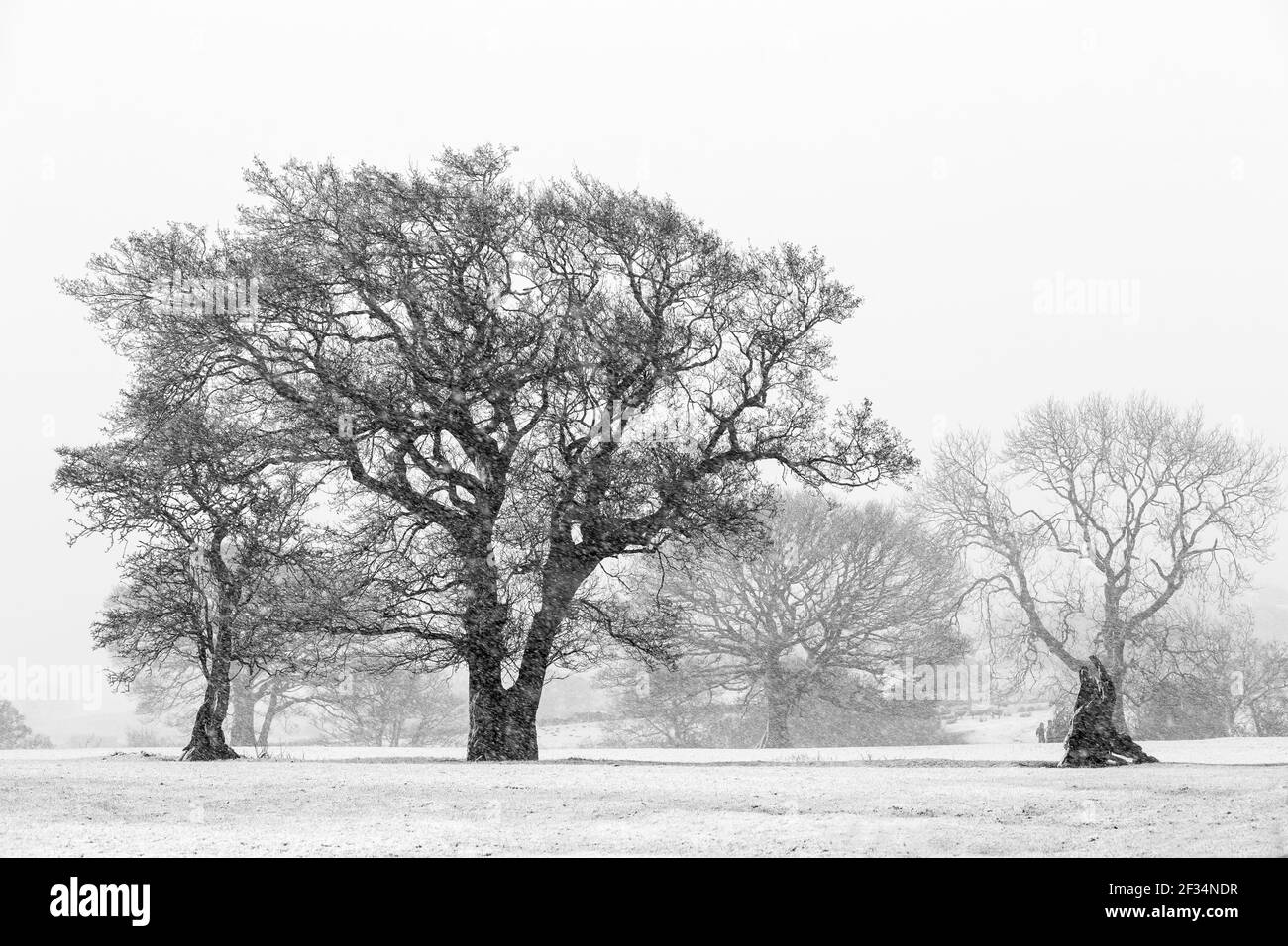 alberi bianchi e neri nella scena invernale neve che cade bene arte Foto Stock