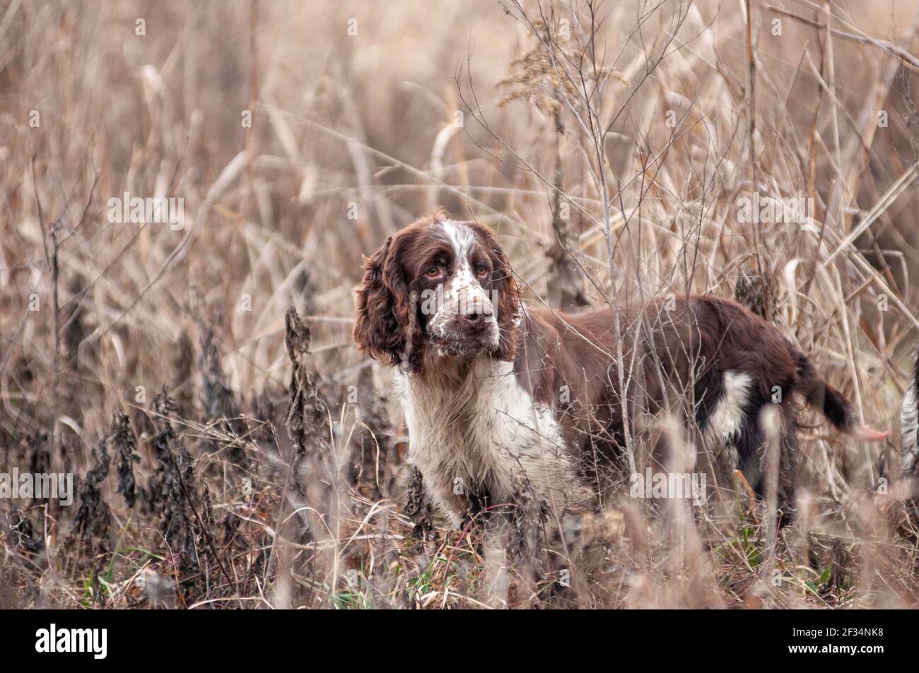Primo piano ritratto di un elegante fegato e bianco inglese Springer Spaniel cane durante una giornata di tiro. Cane è in piedi nei raccolti Foto Stock