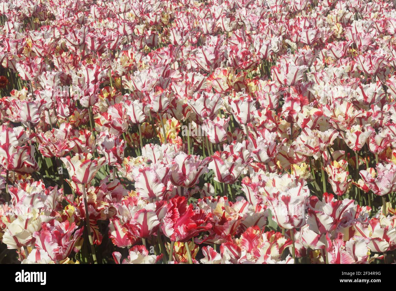 Tulip FieldsNetherlands PL001879 Foto Stock