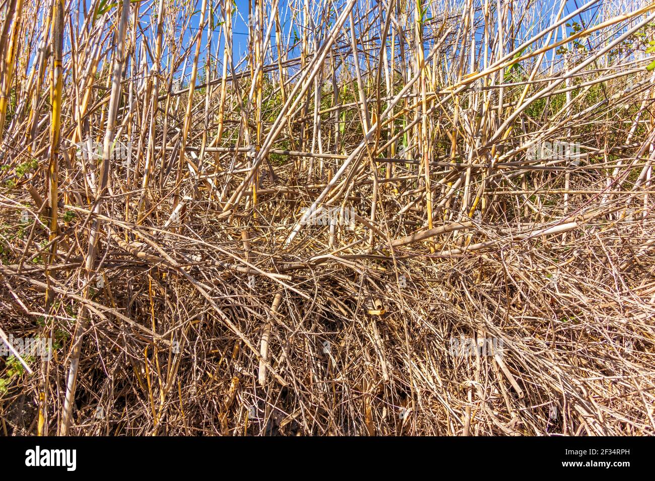 Arundo donax, canna selvatica che cresce su una banca ripida Foto Stock