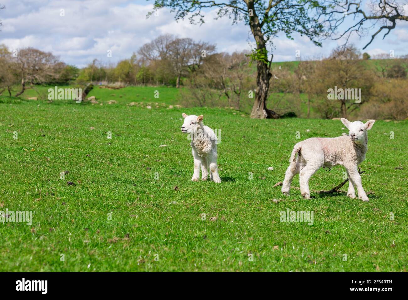 Due agnelli gemelli bestiame di pecora su terreno agricolo e erba verde Foto Stock