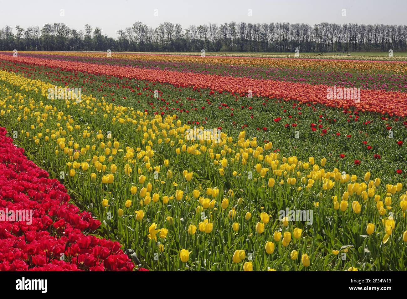 Tulip FieldsNetherlands PL001922 Foto Stock