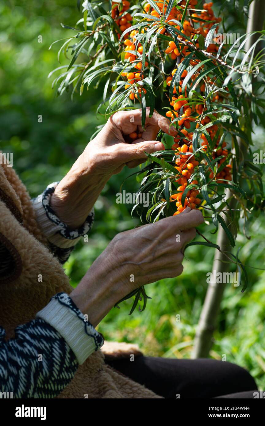 Donna contadina raccoglie il fibbone marino nel giardino. Le mani di una donna anziana da vicino. Ritaglio verticale. Foto Stock