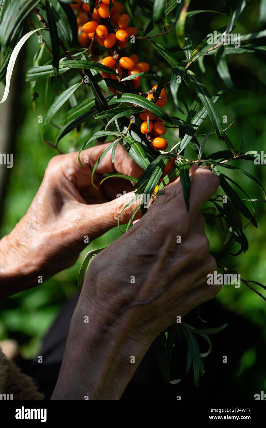 Donna contadina raccoglie il fibbone marino nel giardino. Le mani di una donna anziana da vicino. Ritaglio verticale. Foto Stock