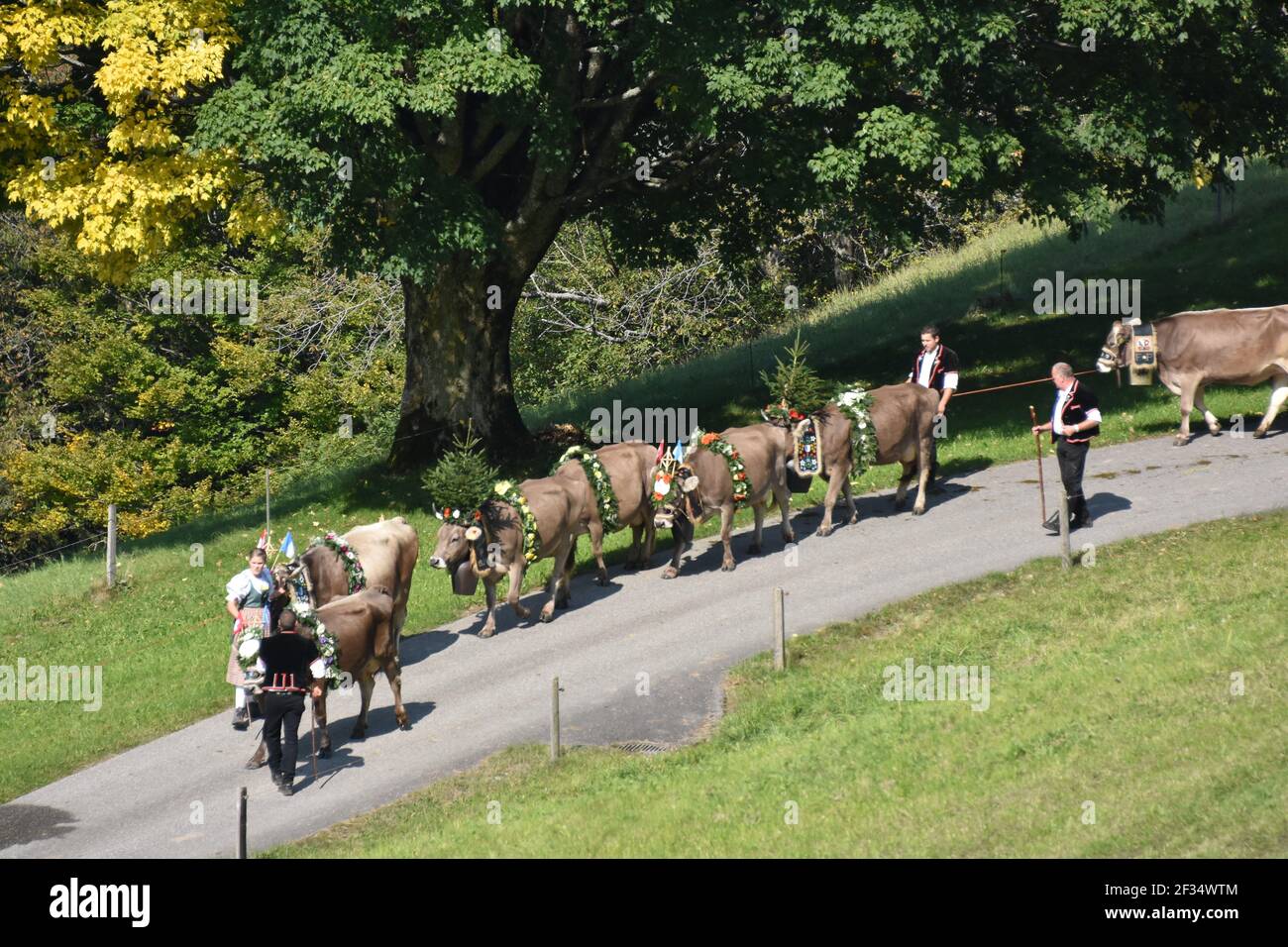 Mucche che scendono dalle Alpi, Entlebuchar Alpafahrt, Svizzera Foto Stock