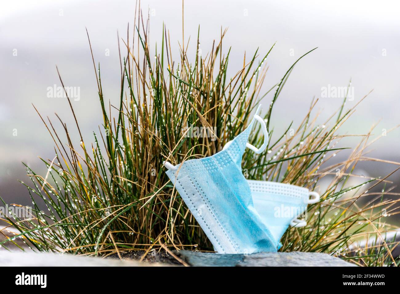 Ardara, Contea di Donegal, Irlanda. 15 marzo 2021. Facemask scartato visto in una passeggiata intorno al villaggio. L'eredità di Covid-19, coronavirus, non è solo circa la perdita della vita ma ha avuto un effetto immenso sull'ambiente in termini di figliata. Le maschere sono essenziali per la gente che entra nei negozi per esempio. Credit: Richard Wayman/Alamy Live News Foto Stock