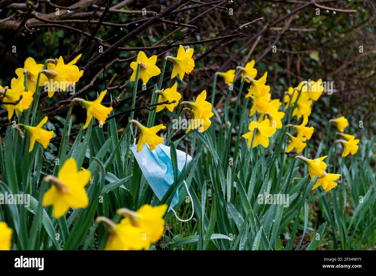 Ardara, Contea di Donegal, Irlanda. 15 marzo 2021. Facemask scartato visto in una passeggiata intorno al villaggio. L'eredità di Covid-19, coronavirus, non è solo circa la perdita della vita ma ha avuto un effetto immenso sull'ambiente in termini di figliata. Le maschere sono essenziali per la gente che entra nei negozi per esempio. Credit: Richard Wayman/Alamy Live News Foto Stock