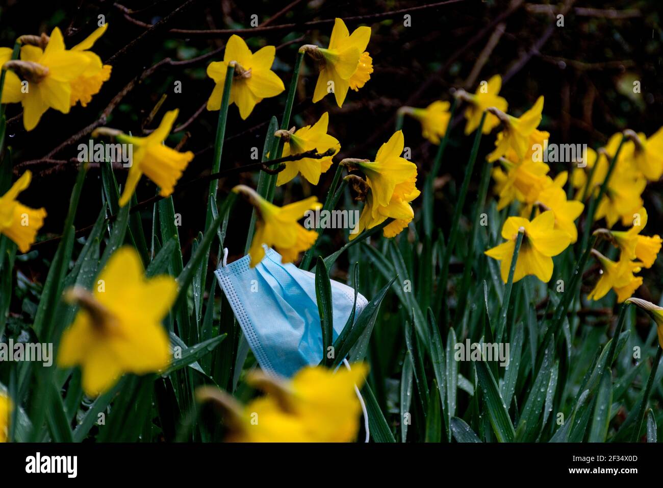 Ardara, Contea di Donegal, Irlanda. 15 marzo 2021. Facemask scartato visto in una passeggiata intorno al villaggio. L'eredità di Covid-19, coronavirus, non è solo circa la perdita della vita ma ha avuto un effetto immenso sull'ambiente in termini di figliata. Le maschere sono essenziali per la gente che entra nei negozi per esempio. Credit: Richard Wayman/Alamy Live News Foto Stock