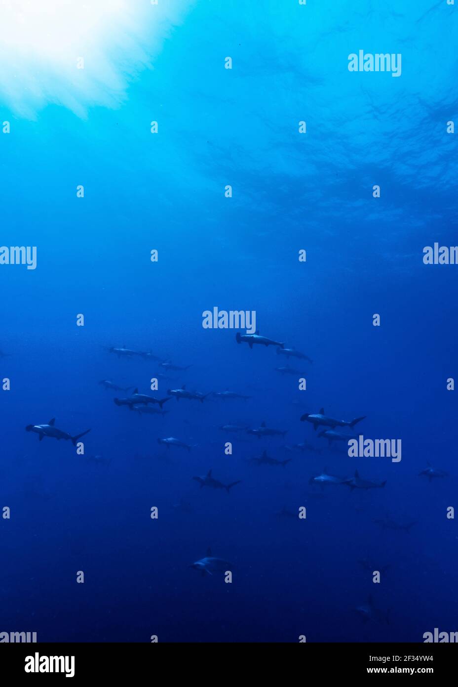 Grande scuola di squali scaloppati a testa di martello all'Arco di Darwin, isole Galapagos dell'Ecuador Foto Stock