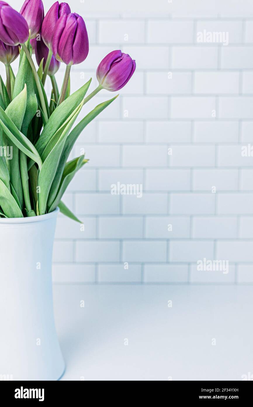 Tulipani viola appena raccolti in vaso bianco Foto Stock
