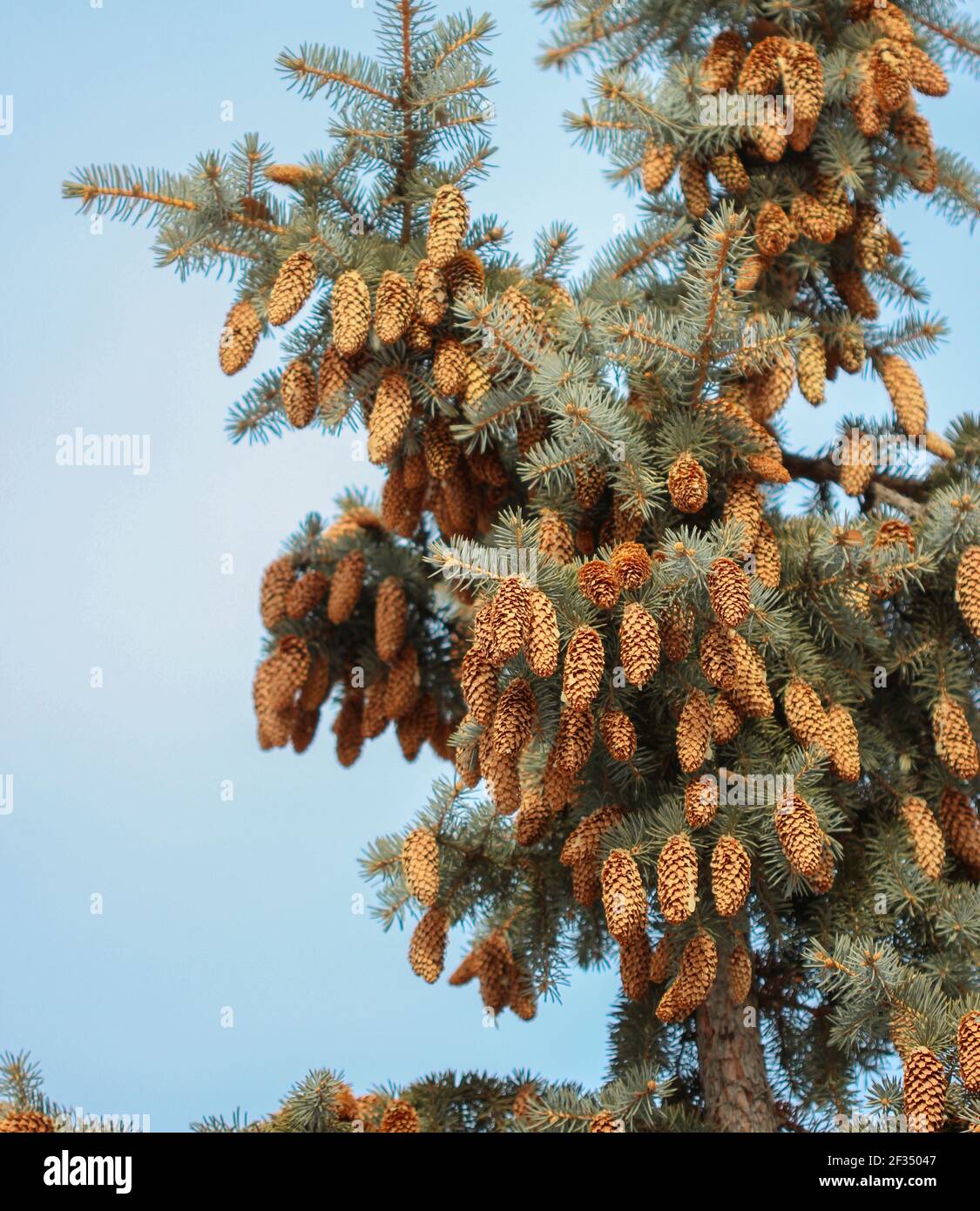 Molti coni sui rami di un abete blu Foto Stock
