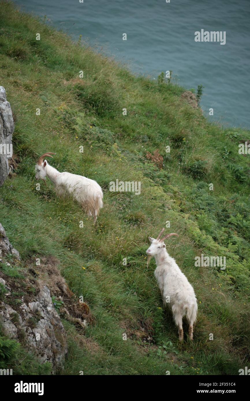 Due capre del kashmir che pascolano sui pendii scoscesi delle scogliere di Great Orme nel Galles del Nord. Foto Stock