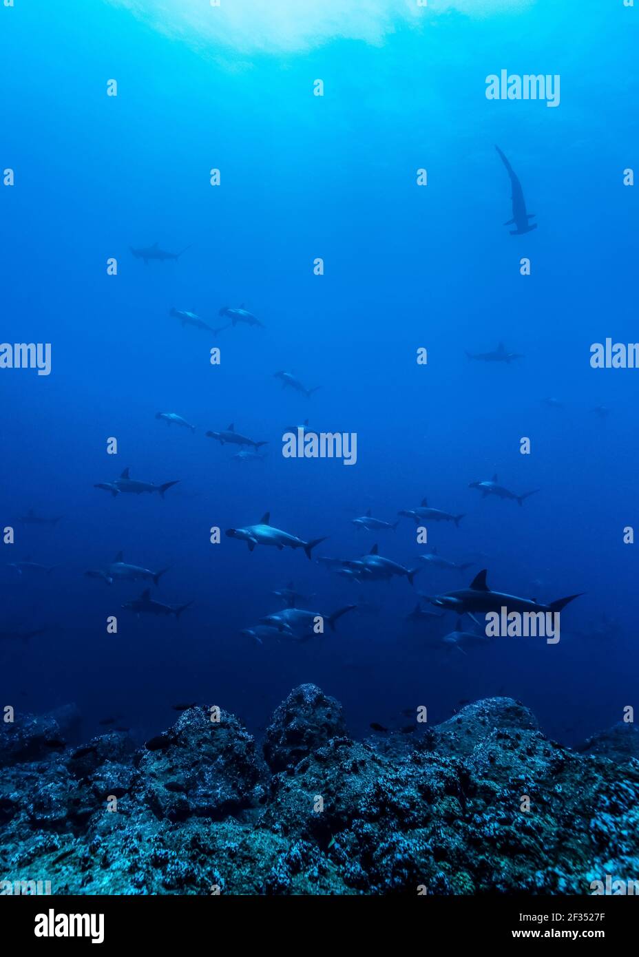 Grande scuola di squali scaloppati a testa di martello all'Arco di Darwin, isole Galapagos dell'Ecuador Foto Stock