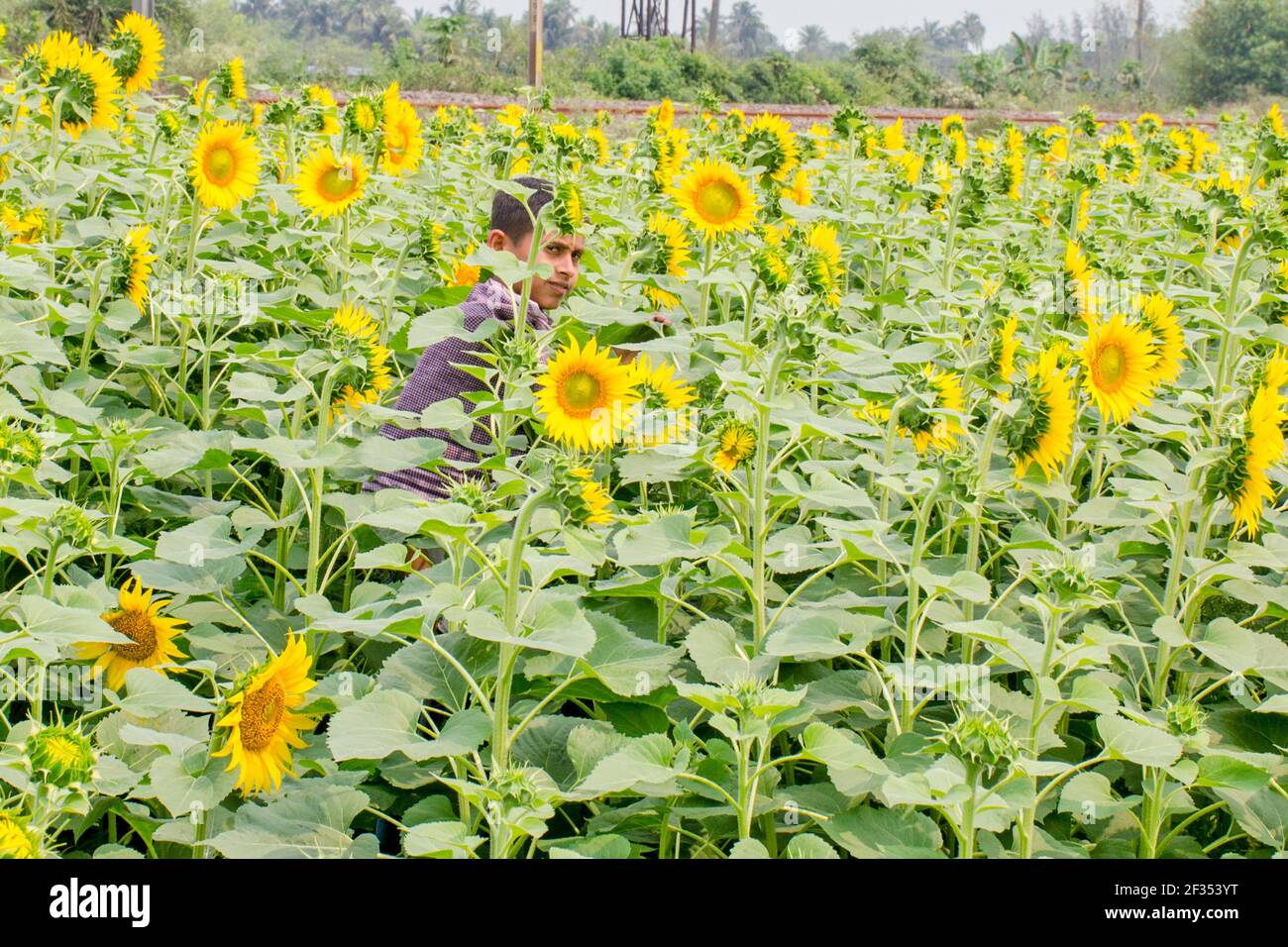hooghly West bengala india il 11 marzo 2021:questa è una foto di un campo di girasole in rurale Hooghly.Boys che gioca nel campo di girasole. Foto Stock