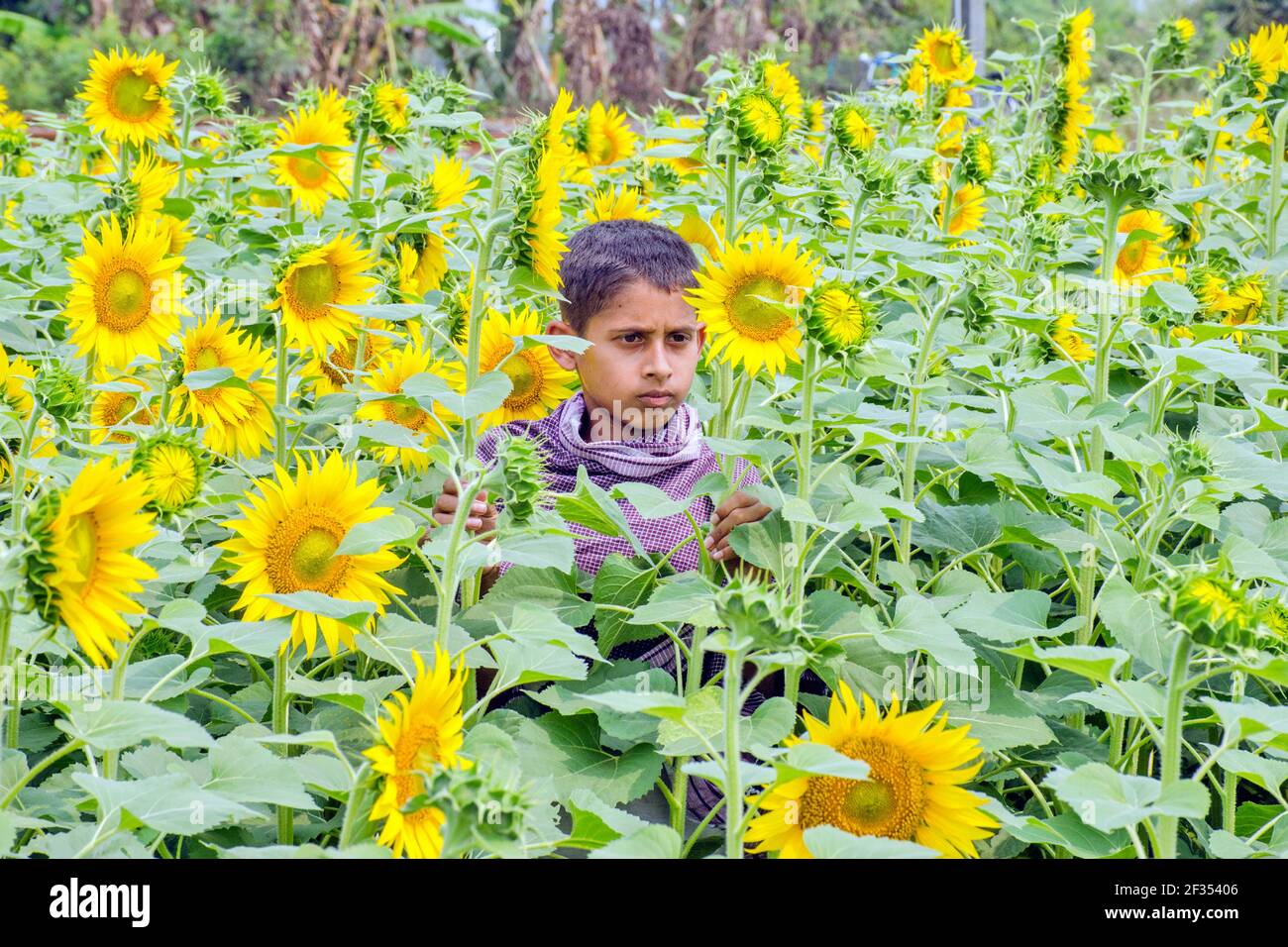 hooghly West bengala india il 11 marzo 2021:questa è una foto di un campo di girasole in rurale Hooghly.Boys che gioca nel campo di girasole. Foto Stock