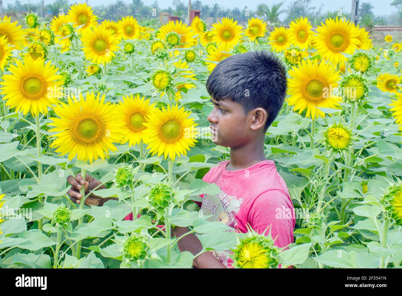 hooghly West bengala india il 11 marzo 2021:questa è una foto di un campo di girasole in rurale Hooghly.Boys che gioca nel campo di girasole. Foto Stock
