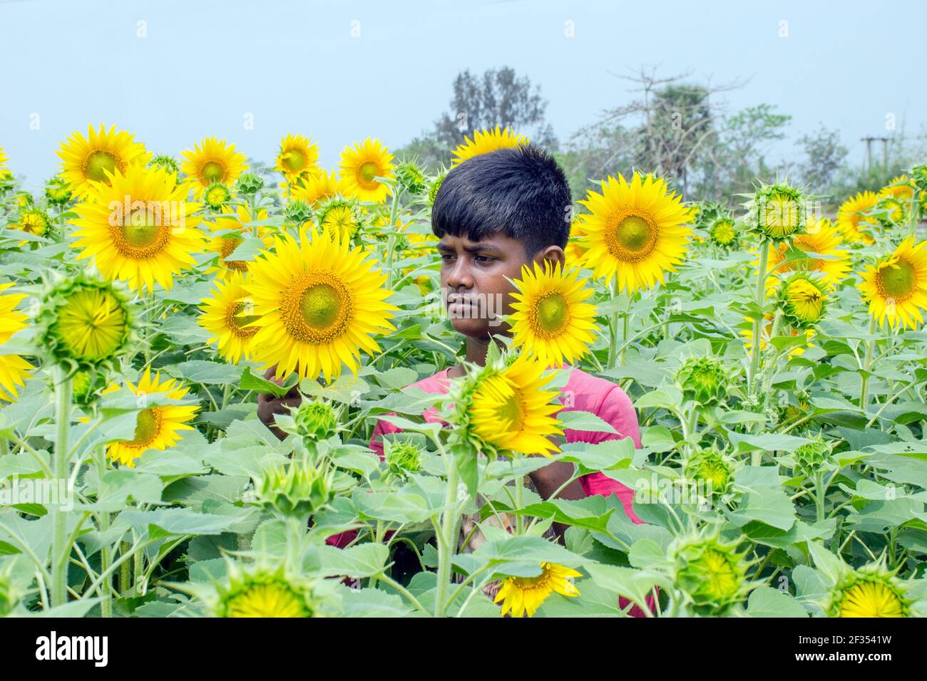 hooghly West bengala india il 11 marzo 2021:questa è una foto di un campo di girasole in rurale Hooghly.Boys che gioca nel campo di girasole. Foto Stock