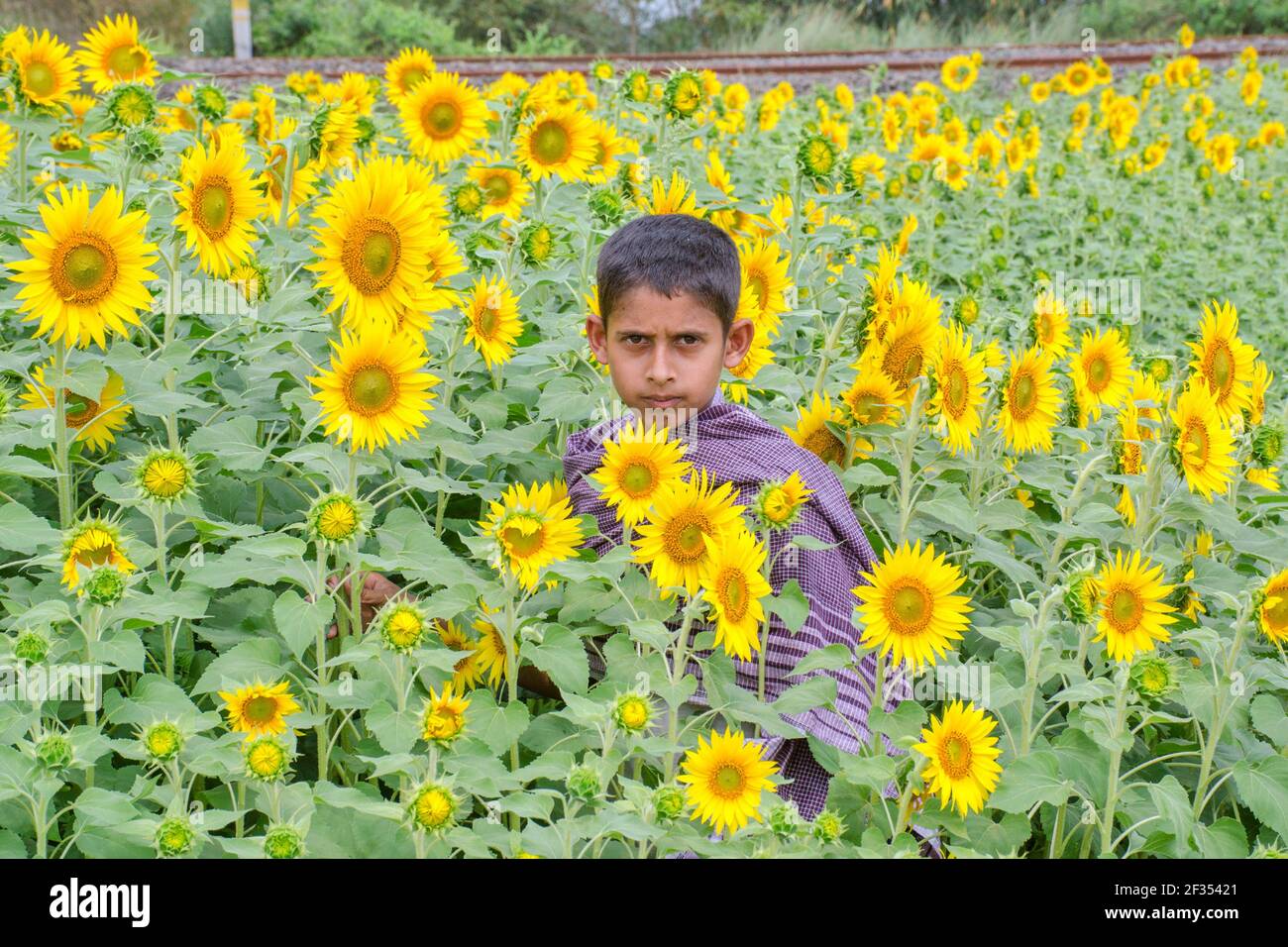 hooghly West bengala india il 11 marzo 2021:questa è una foto di un campo di girasole in rurale Hooghly.Boys che gioca nel campo di girasole. Foto Stock