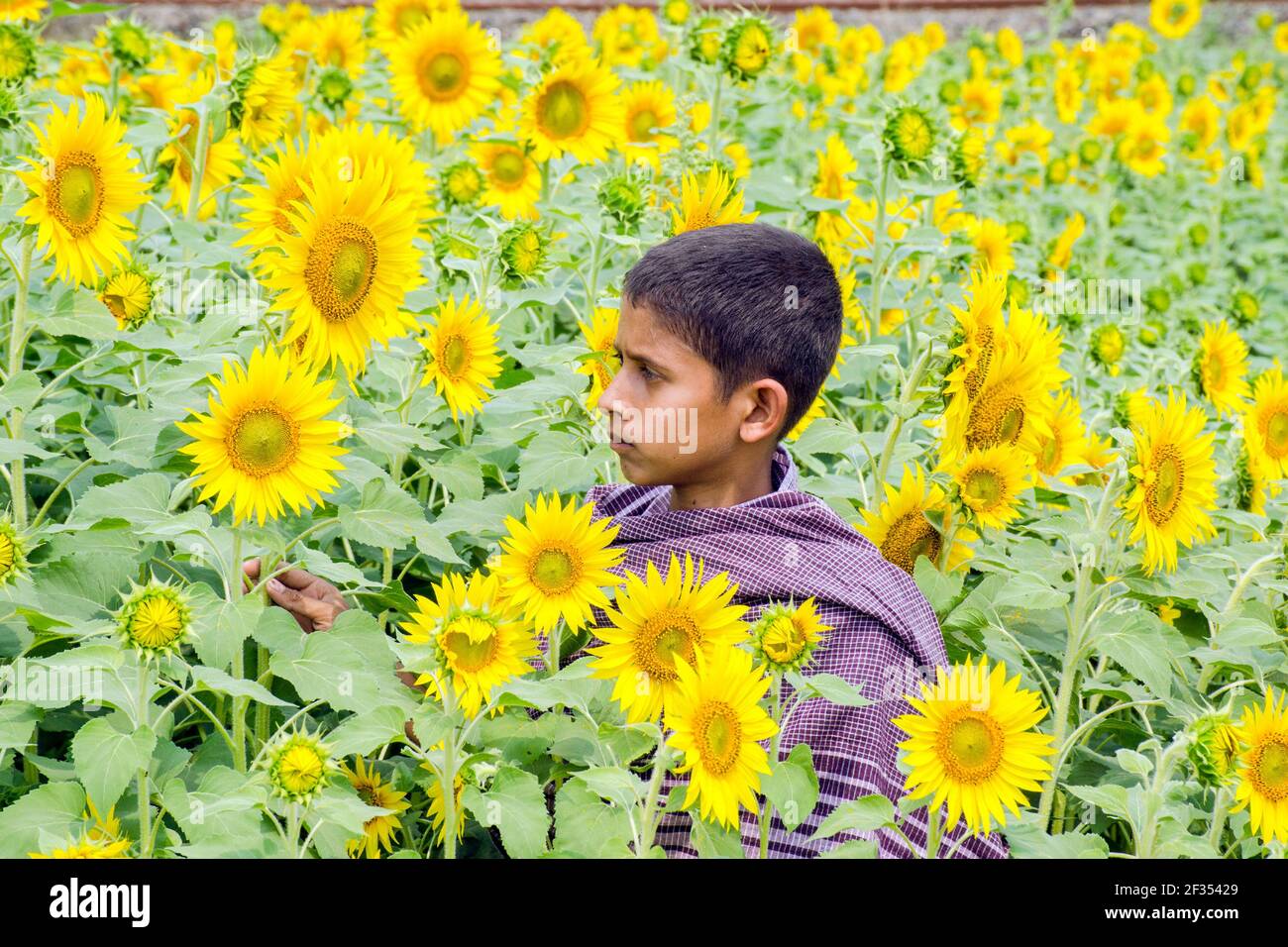 hooghly West bengala india il 11 marzo 2021:questa è una foto di un campo di girasole in rurale Hooghly.Boys che gioca nel campo di girasole. Foto Stock