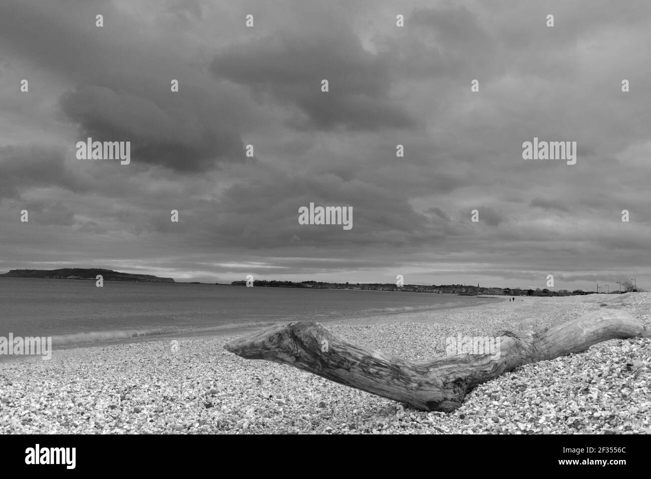 Driftwood bianco e nero sulla spiaggia di weymouth Foto Stock