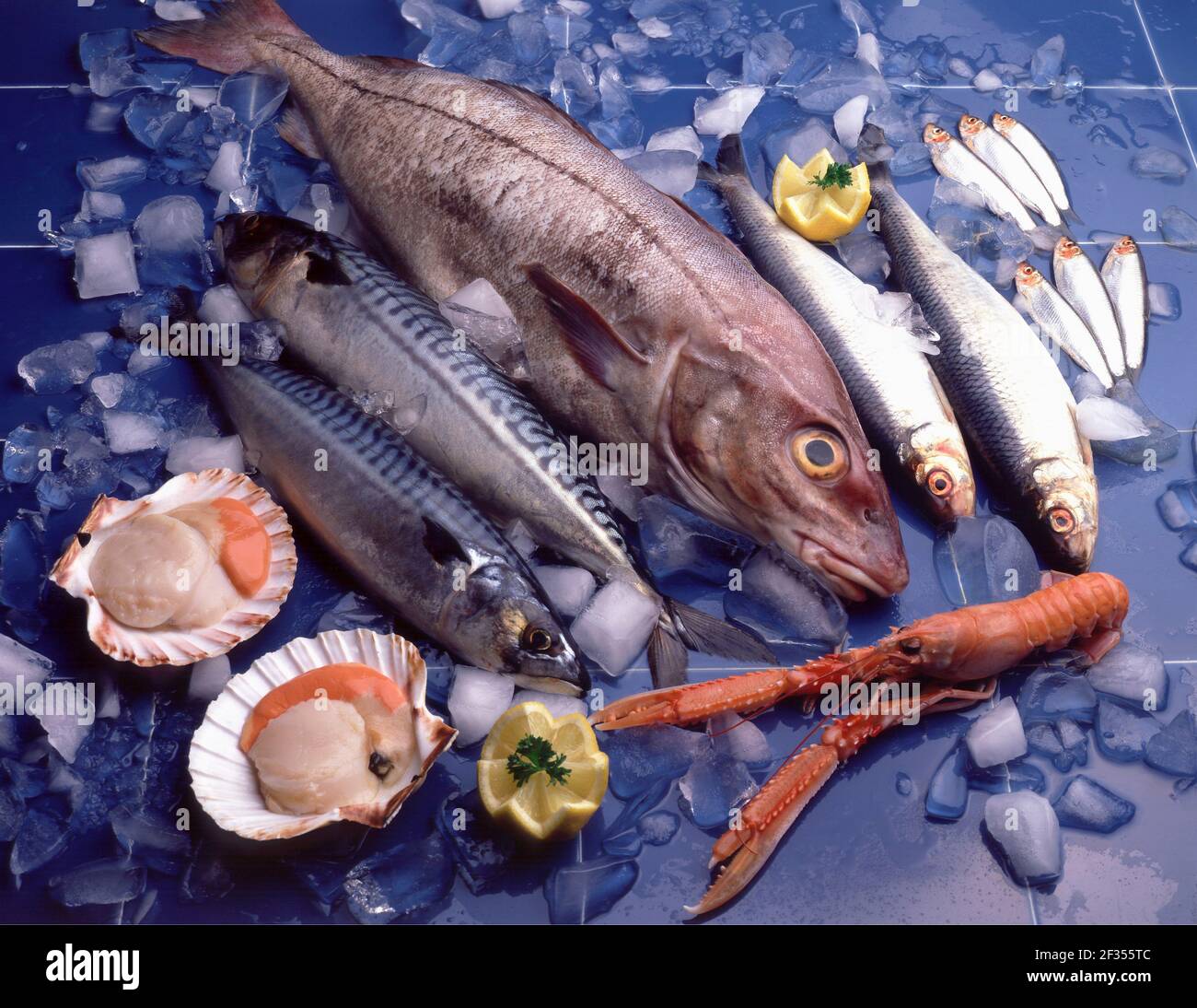 Selezione di pesci e molluschi solo diritti del Regno Unito E DELL'IRLANDA, ALTRI DIRITTI CONTATTARE EWASTOCK.COM Foto Stock