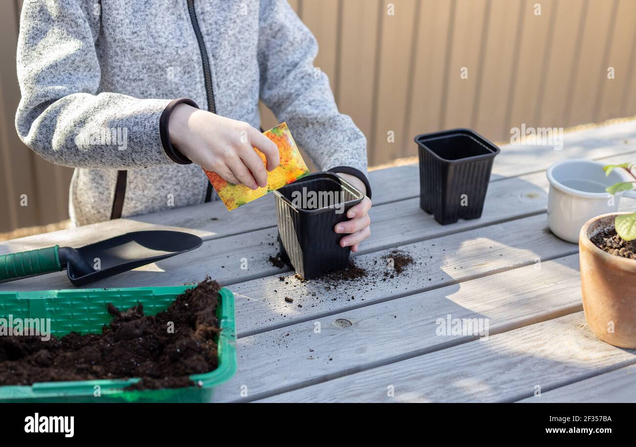 il ragazzo mette i semi di pianta in un vaso di semina nel cortile. concetto di pianta crescente attività di apprendimento per il capretto di preschool. immagine orizzontale Foto Stock