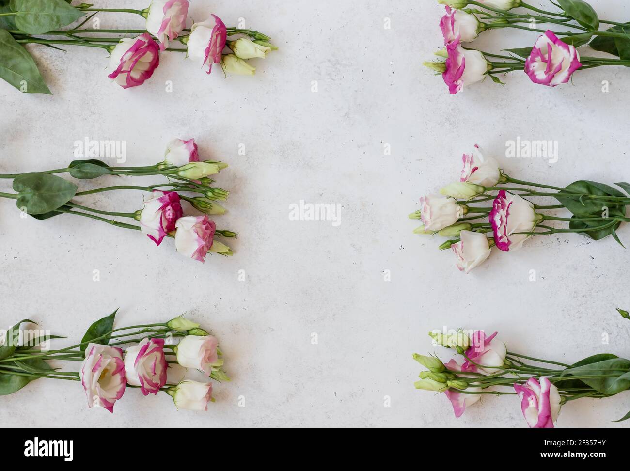 Fiori di Eustoma bianco-rosa su sfondo bianco. Concezione vacanza, 8 marzo, Festa della mamma. Immagine orizzontale, posa piatta, spazio copia Foto Stock