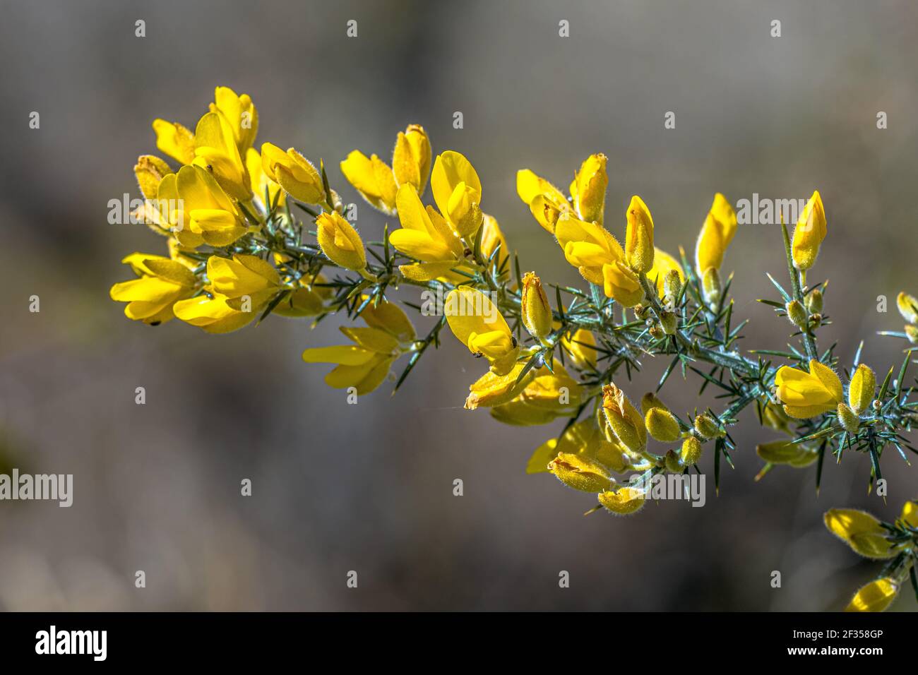 Comune Gorse (Ulex europaeus) fiorire con fiori giallastri in primavera. Questa pianta è originaria dell'Europa ma una specie invasiva in Nuova zelanda, australia, Foto Stock