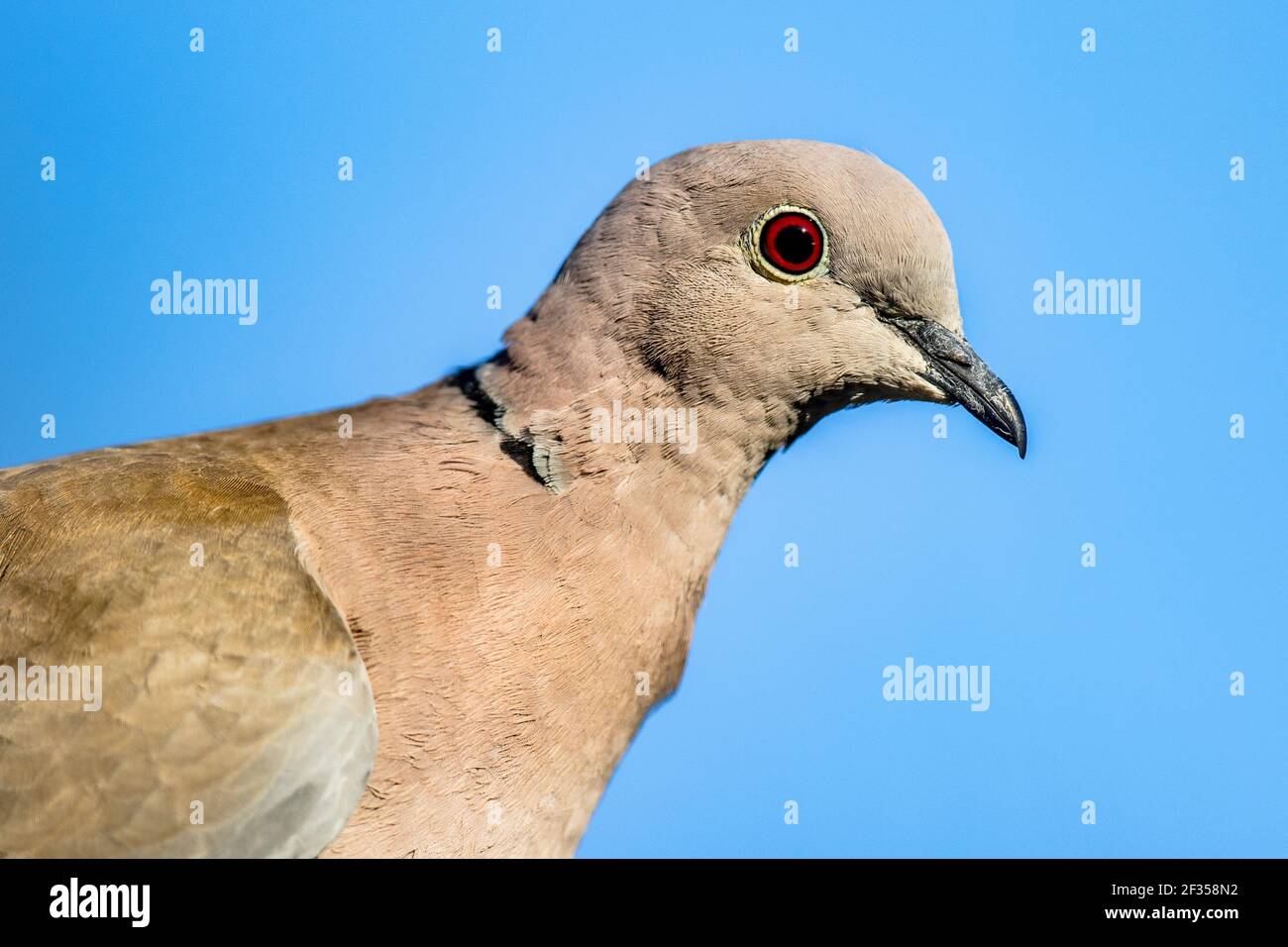 Colomba Eurasiatica (Streptopelia decaocto) uccello arroccato su ramo in albero in giardino ecologico contro cielo blu. Fauna selvatica in natura. Paesi Bassi. Foto Stock