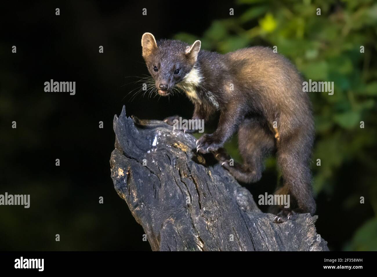 Martora di pino (Martes Martes) su tronco in circostanze buie in una foresta di notte. Fauna selvatica scena della natura in Europa. Foto Stock