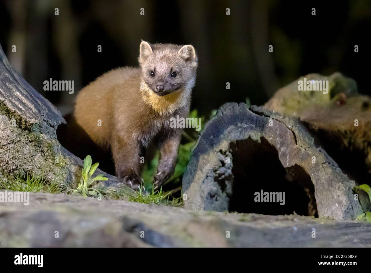 Martora di pino (Martes Martes) su tronco in circostanze buie in una foresta di notte. Fauna selvatica scena della natura in Europa. Foto Stock