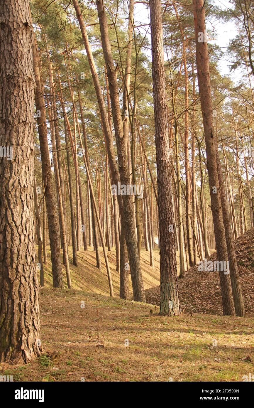 Bruno bosco di conifere con muschio verde sul terreno collinare, cielo blu  e soleggiato che mostra attraverso i pini dal punto di vista e tumulo  marrone nel bac Foto stock - Alamy