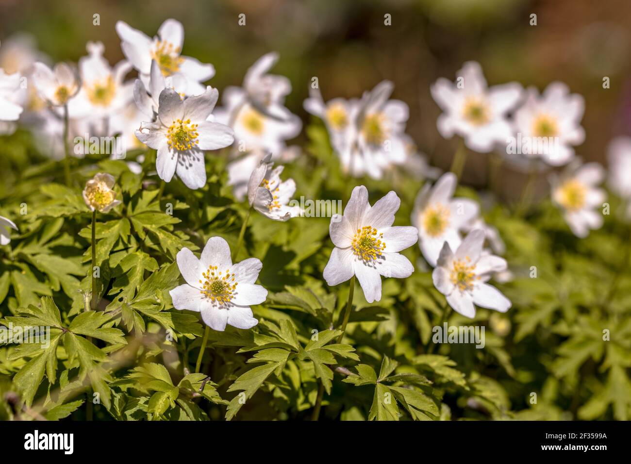 Legno Anemone (Anemonoides nemorosa) primo piano di piante in fiore al sole di primavera. Fauna selvatica scena di fiori di primavera in natura d'Europa. Foto Stock