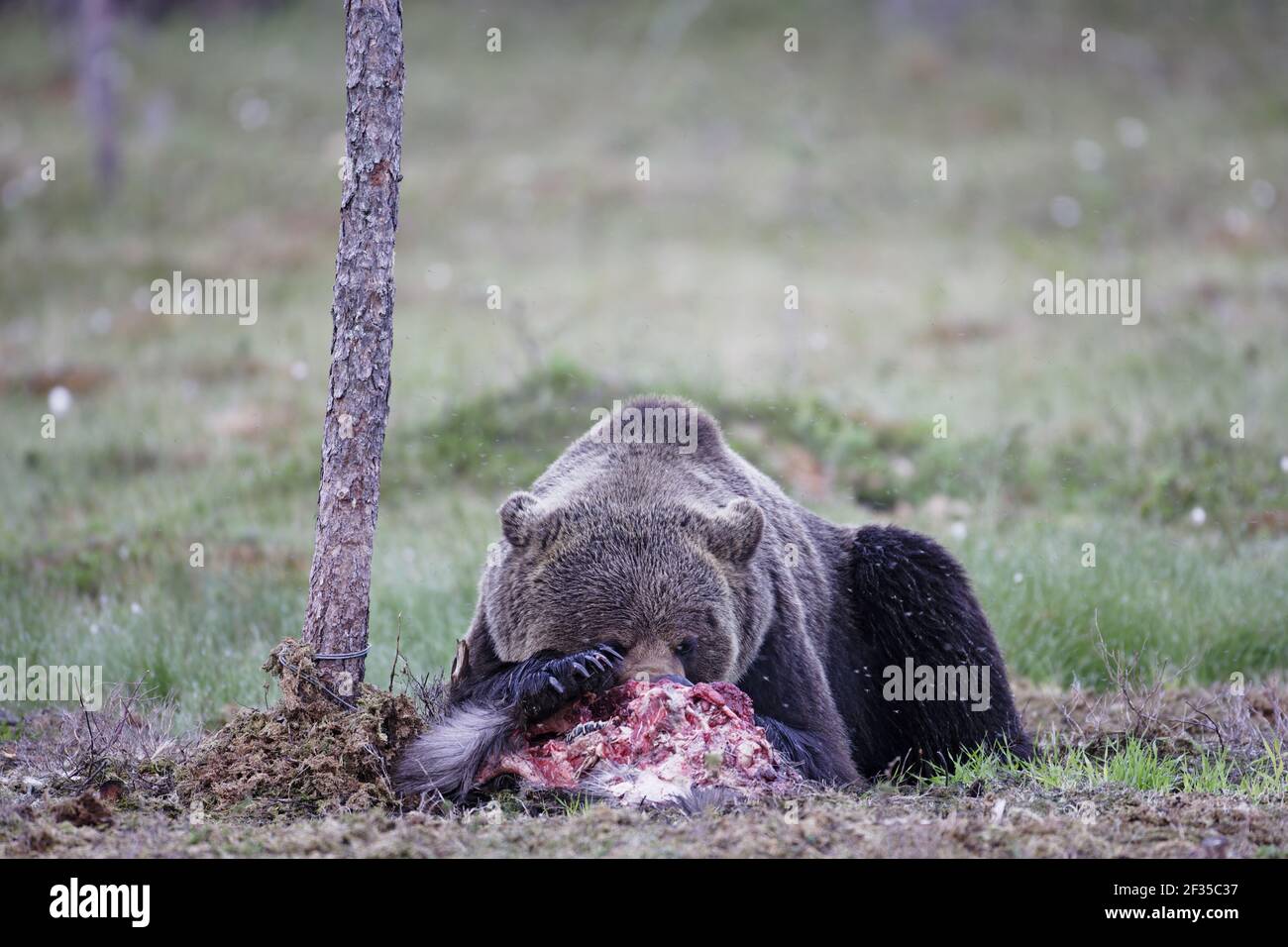 Orso bruno europeo - alimentazione su CarrionUrsus arctos arctos orientale Finlandia MA001620 Foto Stock