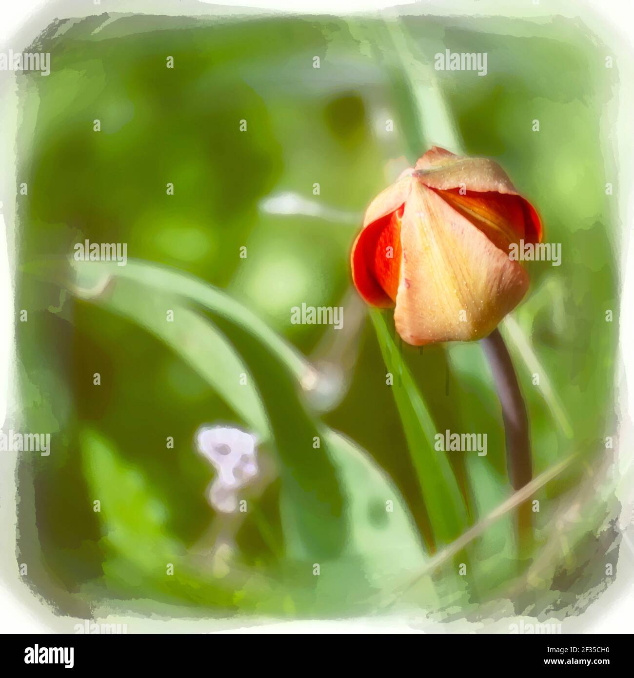 Immagine potenziata digitalmente di un tulipano selvatico di montagna (Tulipa agenensis) fiore germoglio Foto Stock