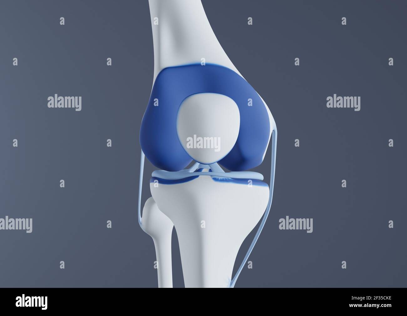 Vista delle ossa e dei legamenti del ginocchio. Foto Stock