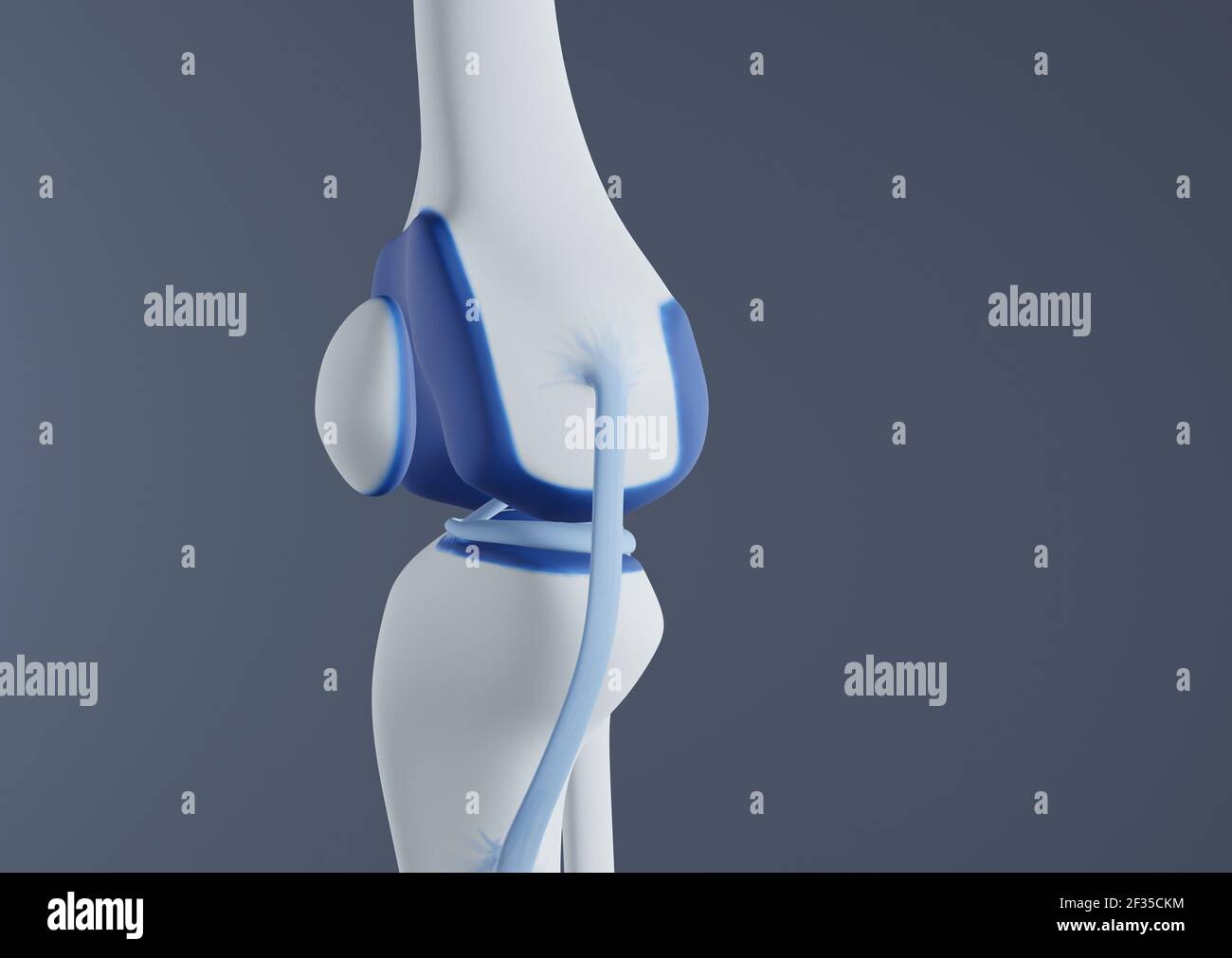 Vista delle ossa e dei legamenti del ginocchio. Foto Stock